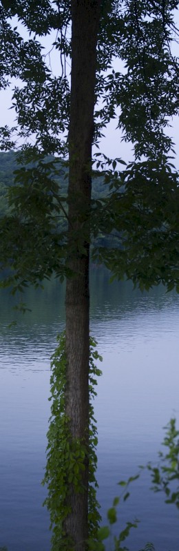 A small boat with people on a tranquil lake, surrounded by lush trees and hills, seen through a leafy foreground.